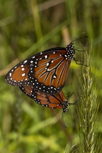 Jeff_AucillaWMA_2019_06_14 - Queen mating