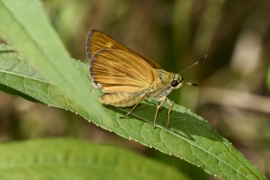 Byssus Skipper 