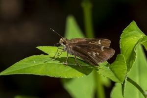 Jeff_AucillaWMA_2019_08_23 - Skipper, Glassywing, Little