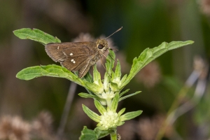 Jeff_AucillaWMA_2019_08_23 - Skipper, Twin-spot (1)-FS