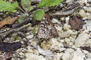 Jeff_AucillaWMA_2019_08_25 - Emperor, Hackberry (1)-FS