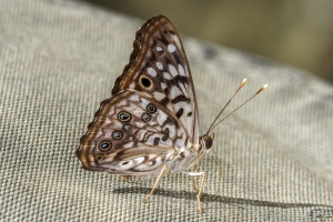 Hackberry Emperor *