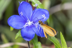 Jeff_AucillaWMA_2019_08_25 - Least Skipper (7)-FS