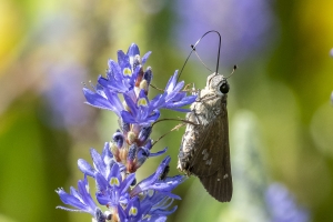 Jeff_AucillaWMA_2019_08_25 - Skipper, Brazilian (12)-FS-websized