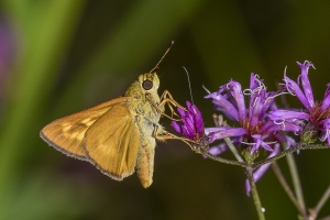 Byssus Skipper 