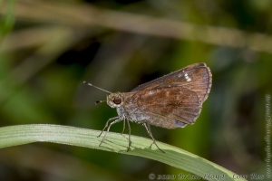Jeff_AucillaWMA_2019_08_25 - Skipper, Clouded (1)-FS