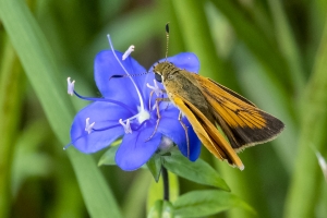 Delaware Skipper 