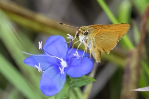 Delaware Skipper 