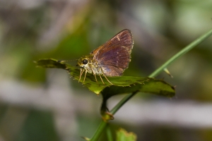 Jeff_AucillaWMA_2019_08_25 - Skipper, Little Glassy-wing (2)-FS