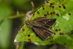 Jeff_AucillaWMA_2019_08_25 - Skipper, Little Glassy-wing (3)-FS