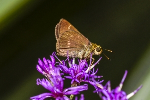 Jeff_AucillaWMA_2019_08_25 - Skipper, Little Glassy-wing (6)-FS