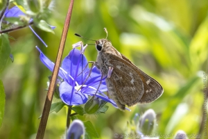 Skipper, Sachem (F)