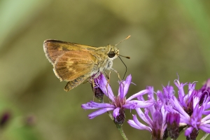 Jeff_AucillaWMA_2019_08_25 - Skipper, Southern Broken-dash (1)-FS