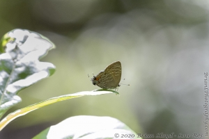 Jeff_BurntMillCr_2020_05_01 - Lep, Hairstreak, Striped