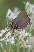 Jeff_Lower_CR59_2015_10_23 - Hairstreak, Great Purple (1)-webpage