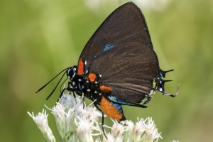 Jeff_Lower_CR59_2015_10_23 - Hairstreak, Great Purple (16)-BR-webpage