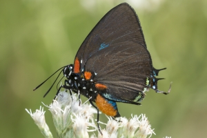 Jeff_Lower_CR59_2015_10_23 - Hairstreak, Great Purple (2)-webpage