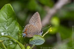 Jeff_PlankRd WMA_2020_04_27 - Hairstreak, Striped (2)