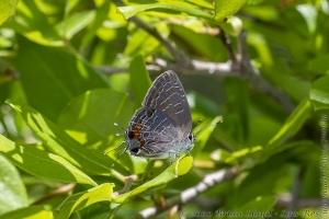 Jeff_PlankRd WMA_2020_04_27 - Hairstreak, Striped