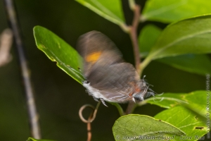 Jeff_PlankRd WMA_2020_05_03 - Hairstreak, Striped (1)