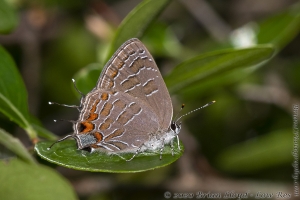 Jeff_PlankRd WMA_2020_05_03 - Hairstreak, Striped (3)