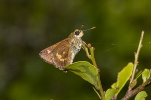 Jeff_PlankRd WMA_2020_05_06 - Skipper, Glassywing, Little-FS
