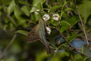 Jeff_PlankRd WMA_2020_05_06 - Skipper, Long-tailed (2)-FS