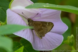 JeffCoTrip_2014-07-18 - Skipper, Clouded (1)