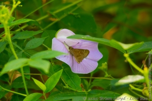 JeffCoTrip_2014-07-18 - Skipper, Clouded (1)a