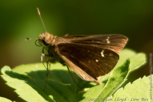 JeffCoTrip_2014-07-18 - Skipper, Clouded (3)