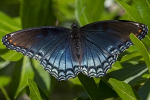 Jefferson_Montecello Ecological Park_Audubon_2017_04_07 - Red-spotted Purple