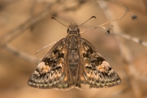 Juvenal's Duskywing -MunsonHills_2014-03-25 (3)