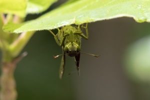 KeyLargoHammockS_05-17-2019 - Skipper, Hammock (1)-websized