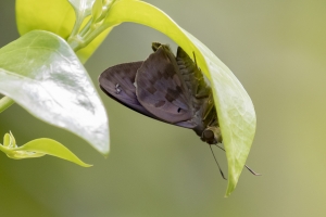 KeyLargoHammockS_05-17-2019 - Skipper, Hammock (2)-websized