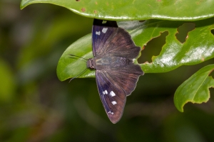 KeyLargoHammockS_05-17-2019 - Skipper, Hammock (5)-websized