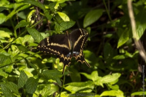 KeyLargoHammockS_05-17-2019 - Swallowtail, Schaus's-Fullsized