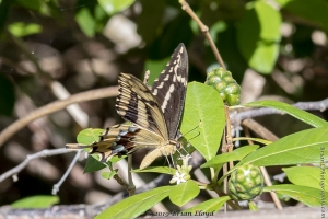 KeyLargoHammockS_05-17-2019 - Swalowtail, Schaus's (1)-Fullsized