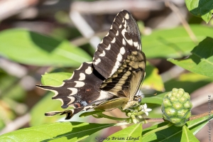 KeyLargoHammockS_05-17-2019 - Swalowtail, Schaus's (11)-Fullsized
