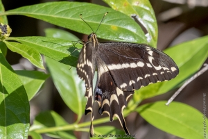KeyLargoHammockS_05-17-2019 - Swalowtail, Schaus's (29)-Fullsized