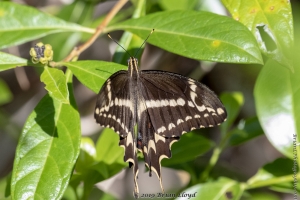 KeyLargoHammockS_05-17-2019 - Swalowtail, Schaus's (33)-Fullsized