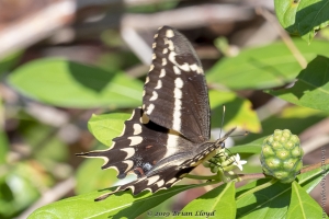 KeyLargoHammockS_05-17-2019 - Swalowtail, Schaus's (8)-Fullsized