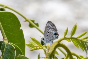 Keys_05-19-2019 - Blue, Miami (4)-Fullsized