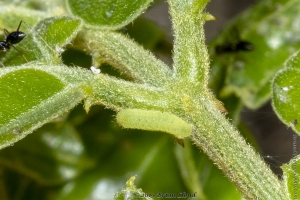 Keys_05-19-2019 - Blue, Miami, caterpillar (3)-Fullsized
