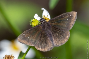 Keys_05-19-2019 - Duskywing, Florida (2)-Fullsized_2