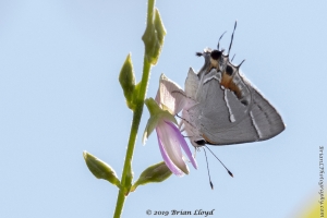 Keys_05-19-2019 - Scrub-hairstreak, Martial (8)-Fullsized