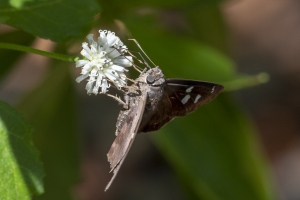 Keys_05-19-2019 - Skipper, Hammock (1)-Fullsized-websized