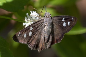 Keys_05-19-2019 - Skipper, Hammock (6)-Fullsized-websized
