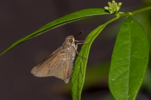 Keys_05-19-2019 - Skipper, Monk-Fullsized