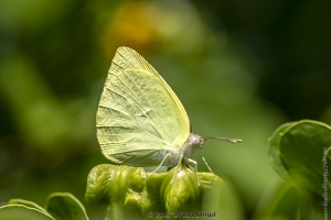Keys_05-19-2019 - Sulphur,Lyside (1)-Fullsized