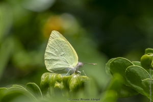 Keys_05-19-2019 - Sulphur,Lyside (2)-Fullsized
